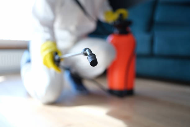 Trusted Vienna, IL Mold Removal Experts